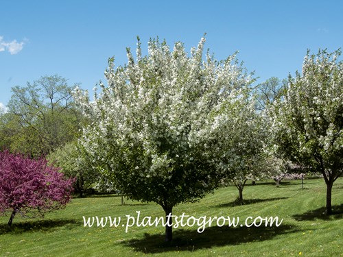 Madonna Ornamental Crabapple (Malus)